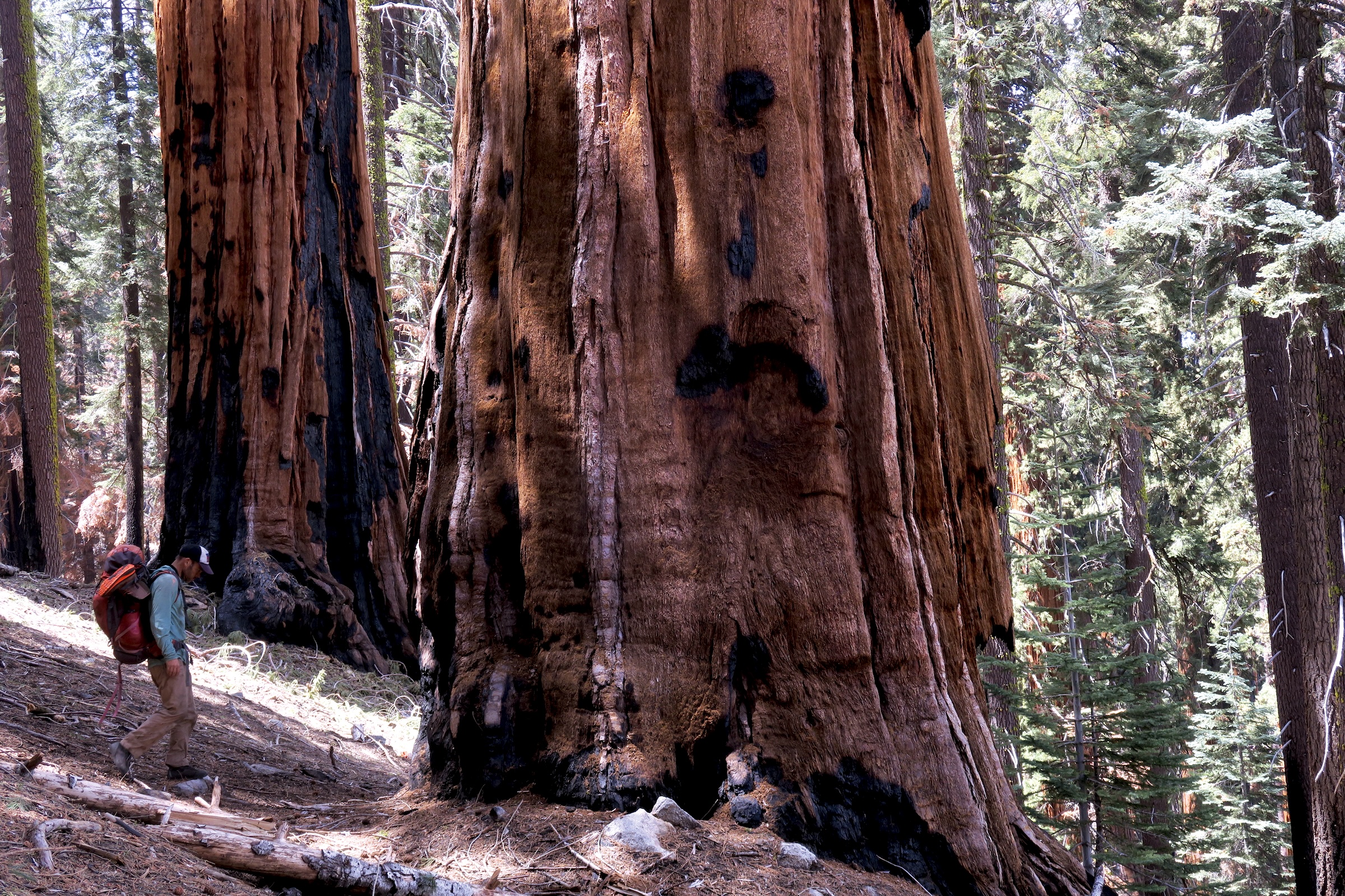 Walking in the Shadow of Giants