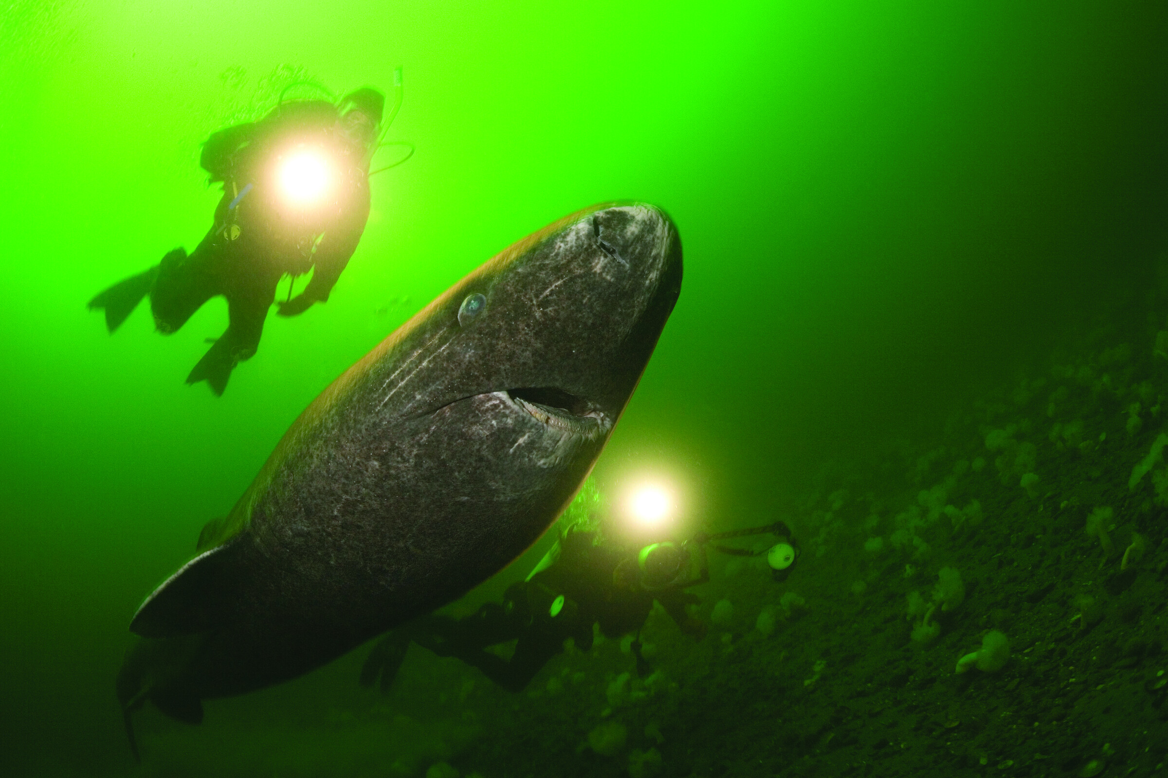 Natural Curiosities: Long Life in the Slow Lane