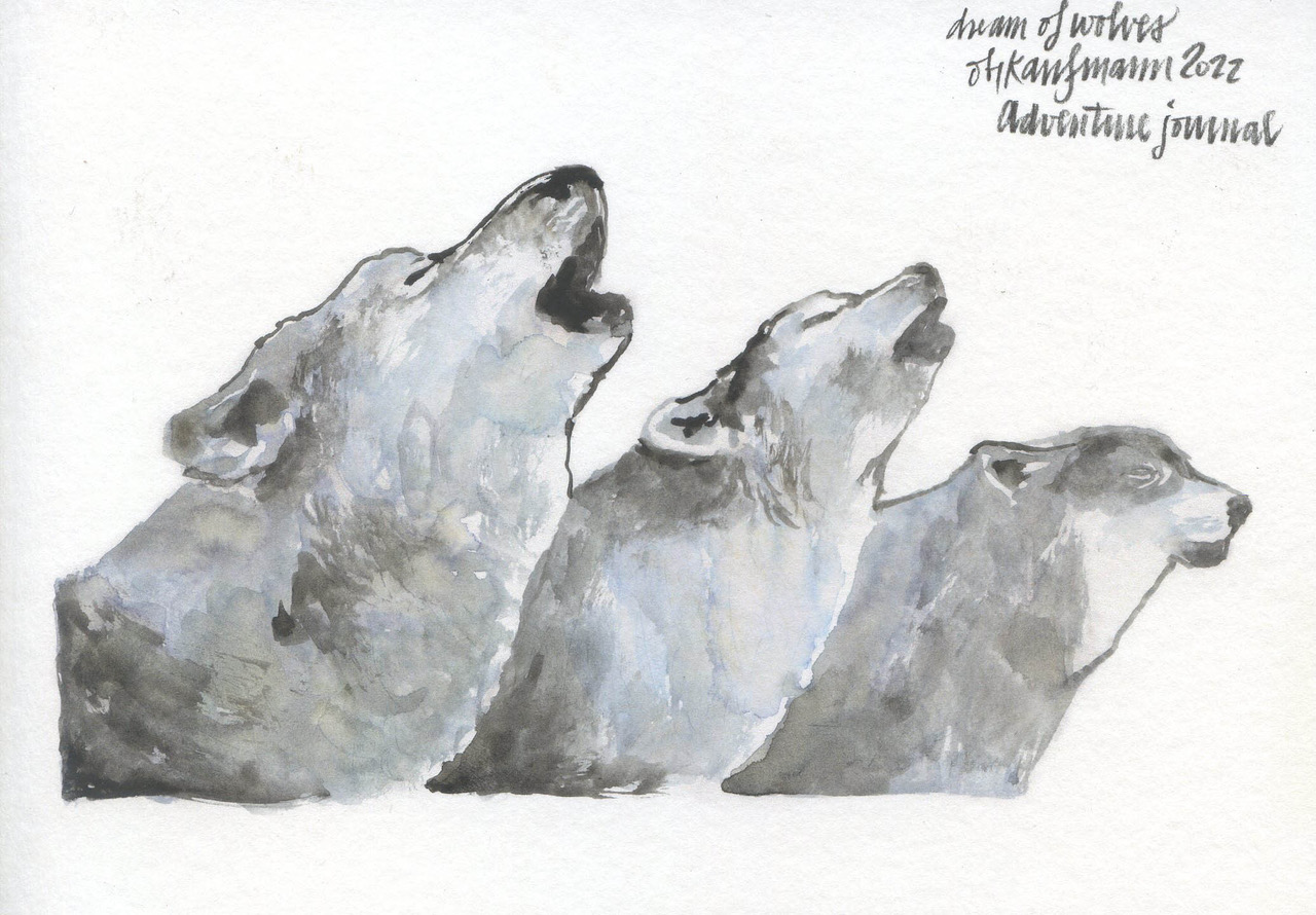 Animal Dreams