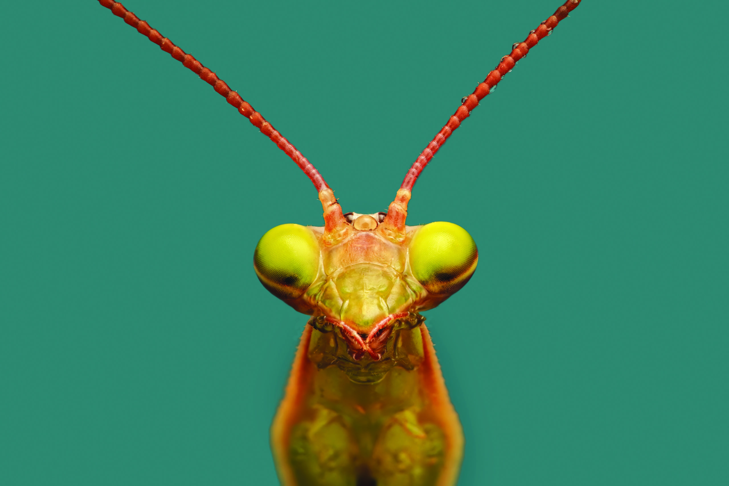 Ready for Their Close-Up