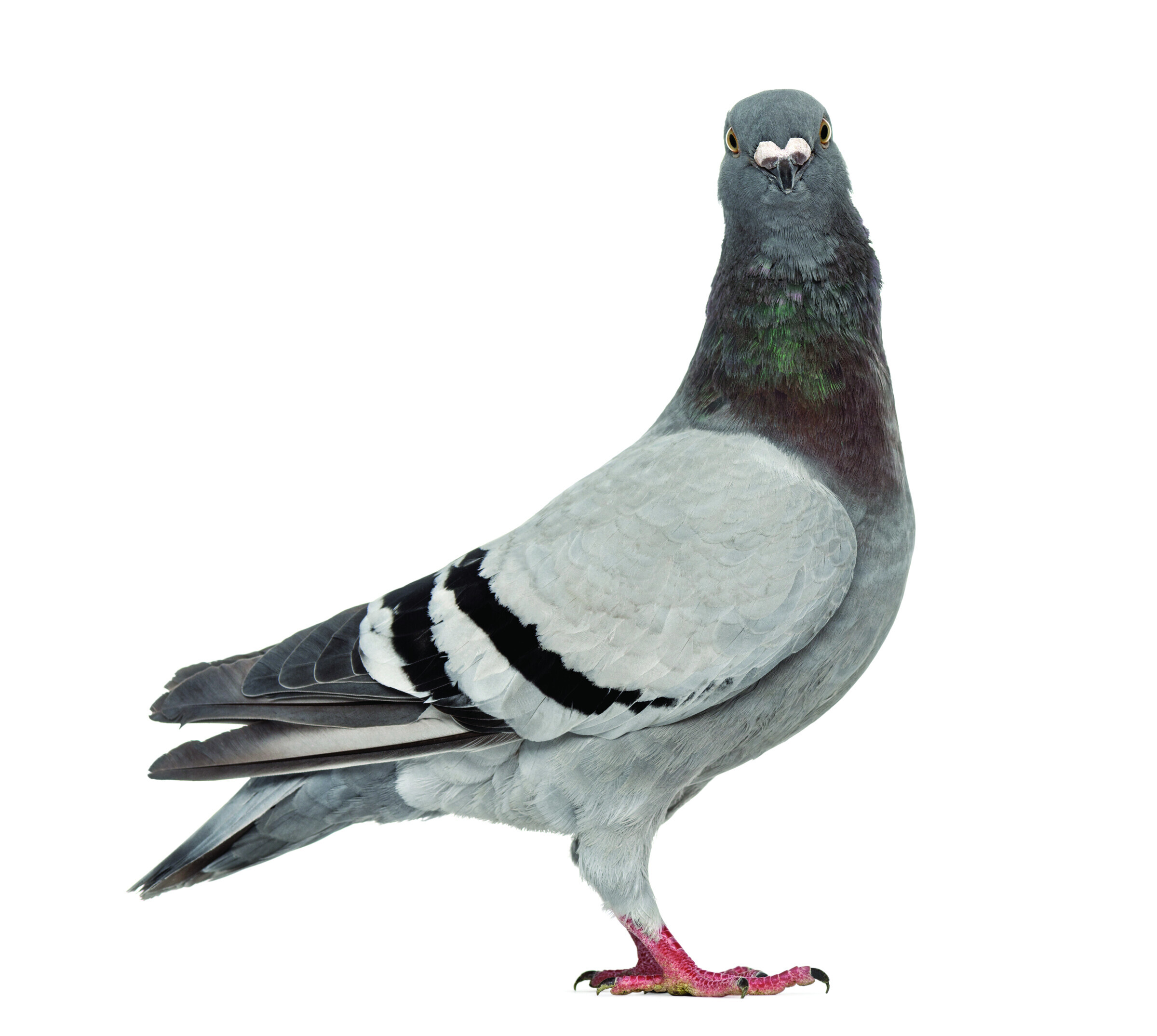 Homing pigeon isolated on white background