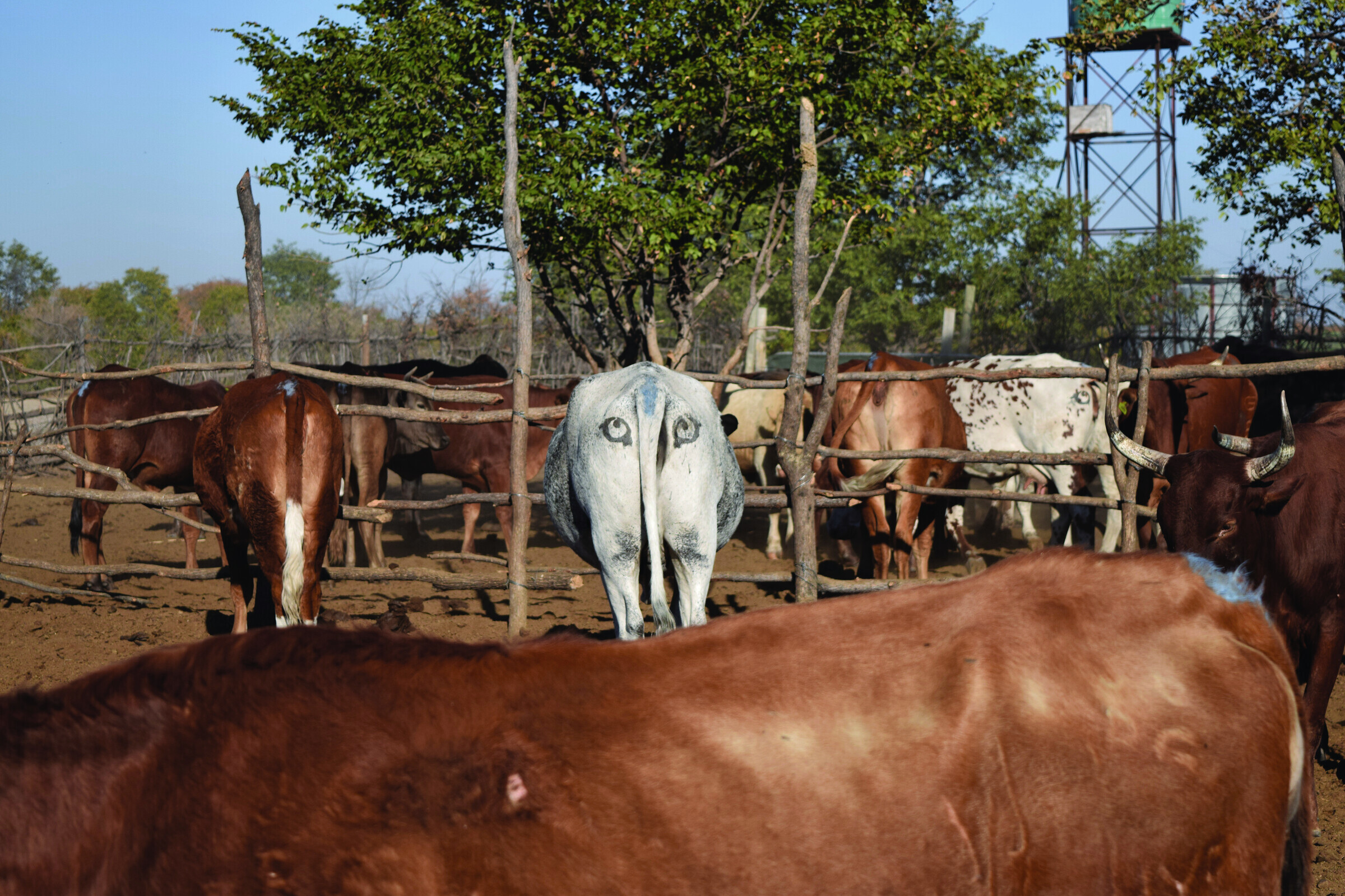 Cows with painted eyes on their backsides in Botswana