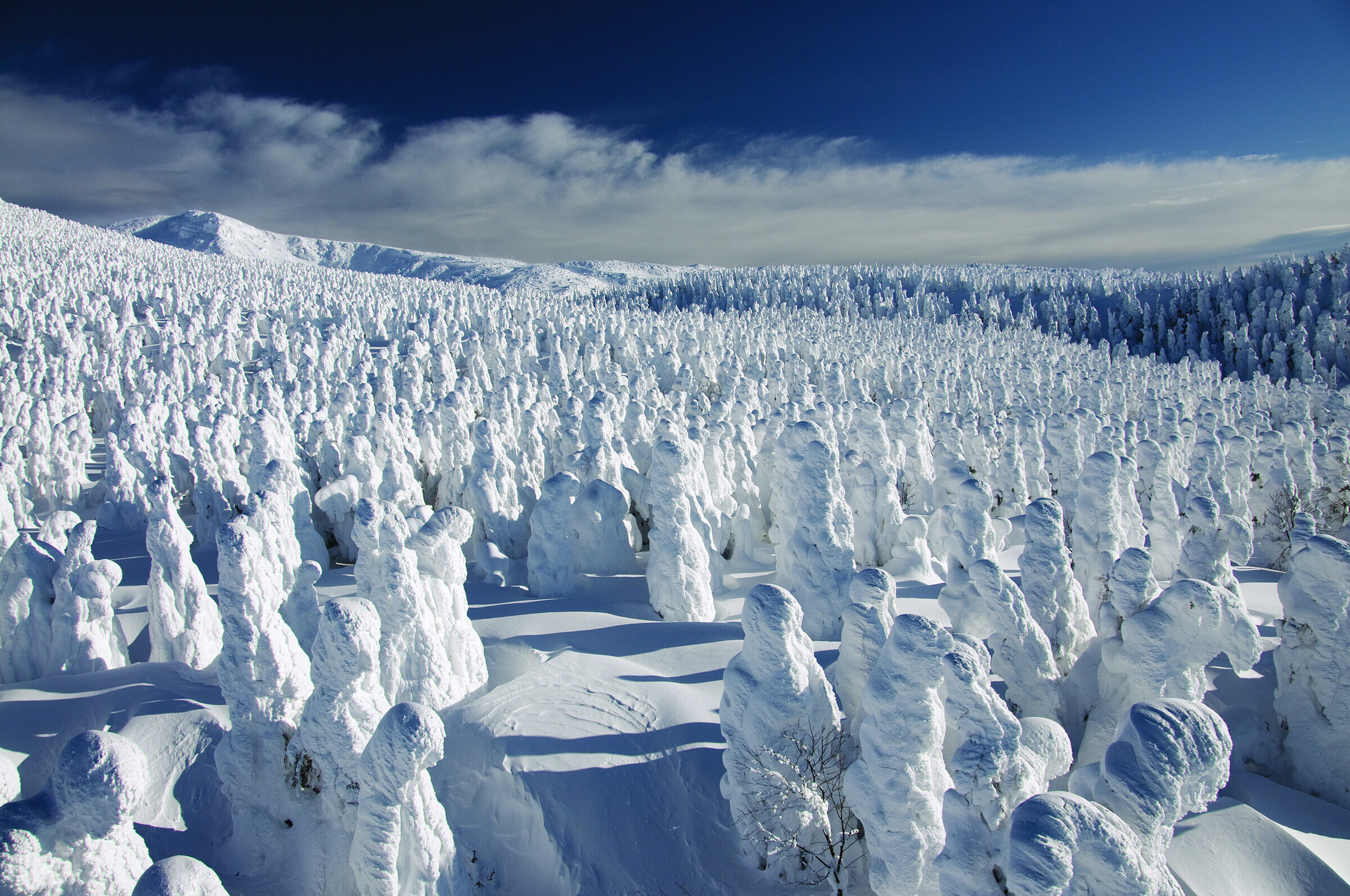 Snow monsters on Mt. Zao, Japan
