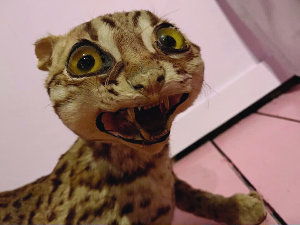 Crappy taxidermy