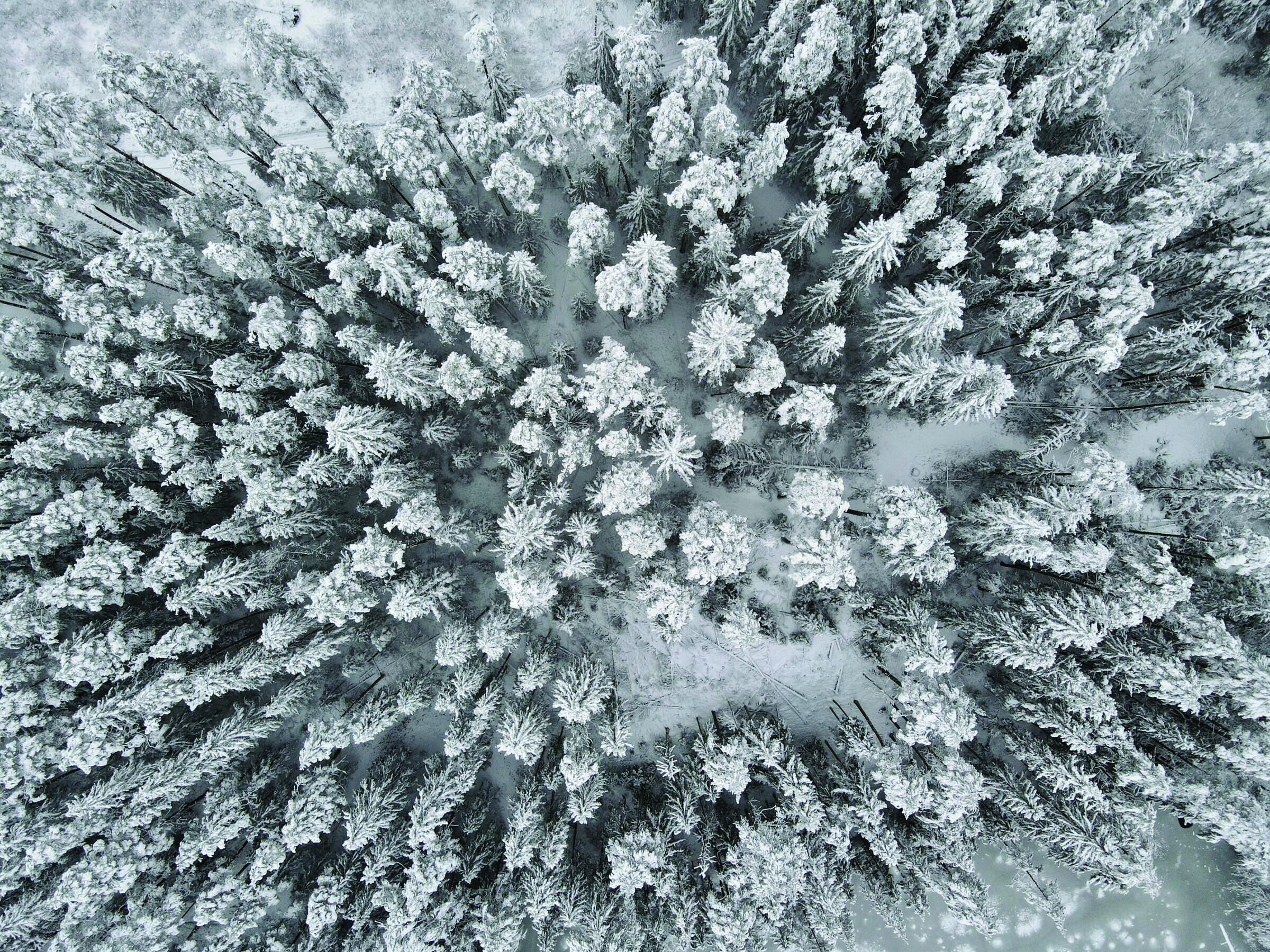 Snow-covered forest