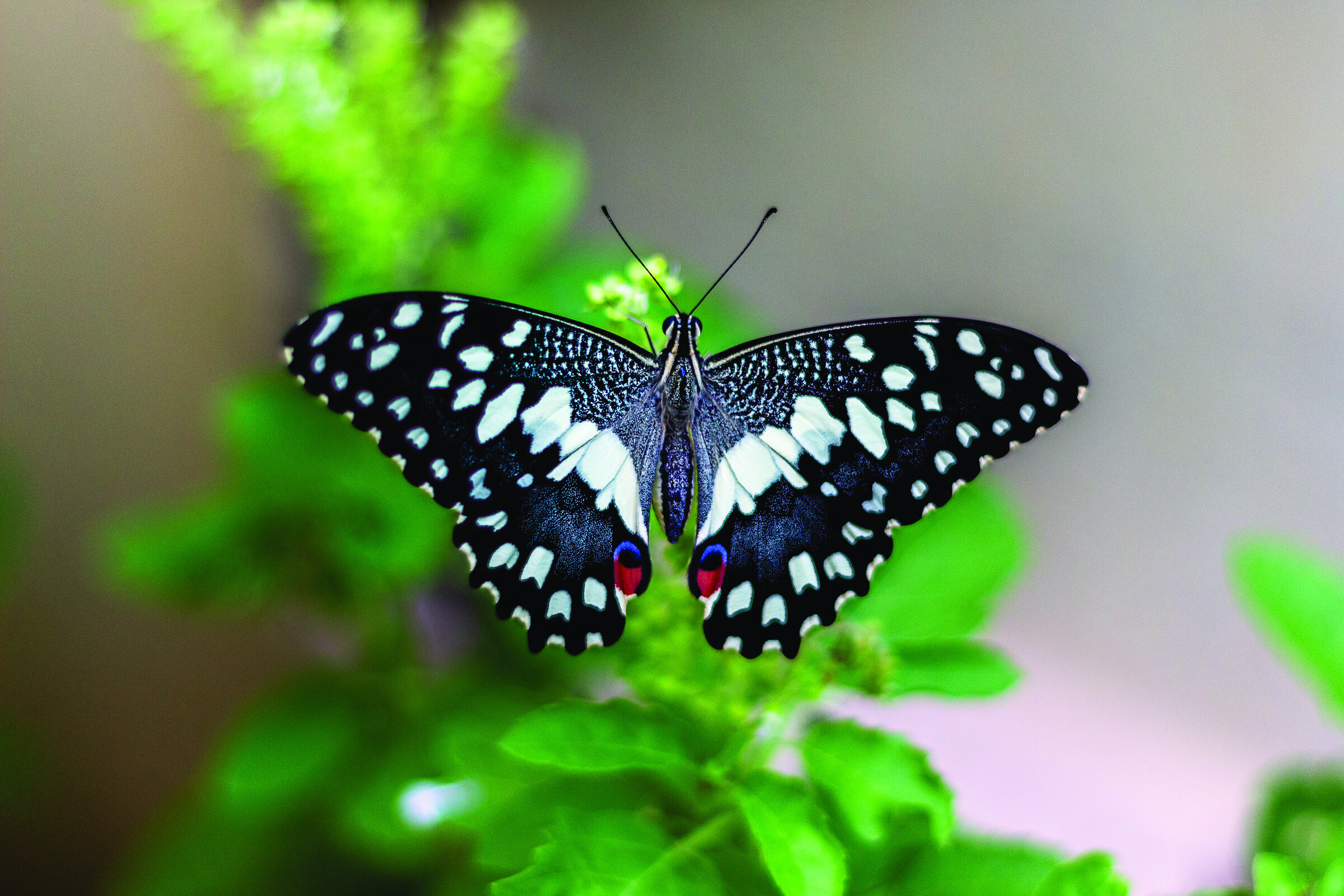 Close-up of a butterfly