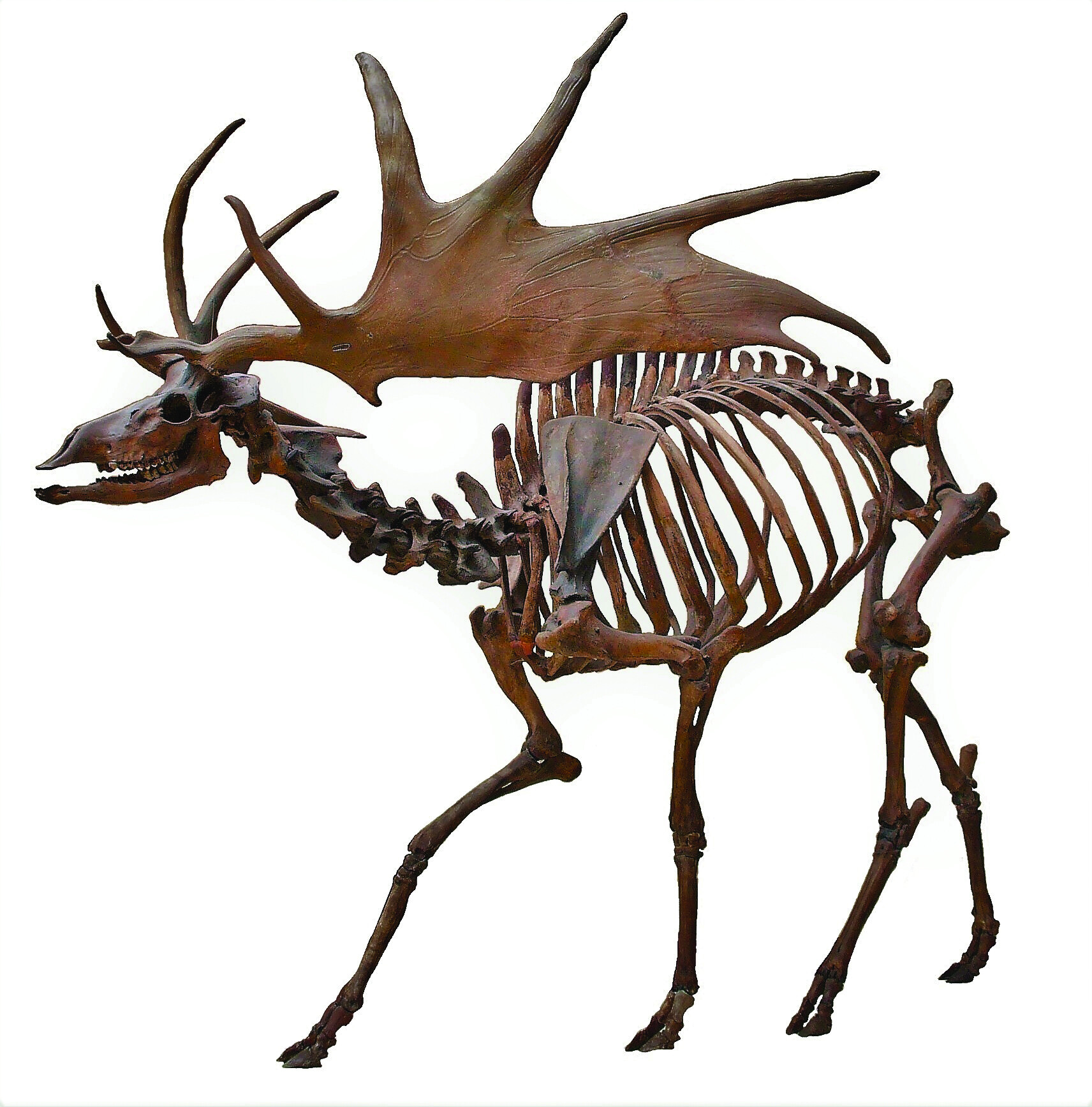 Irish elk skeleton with massive antlers