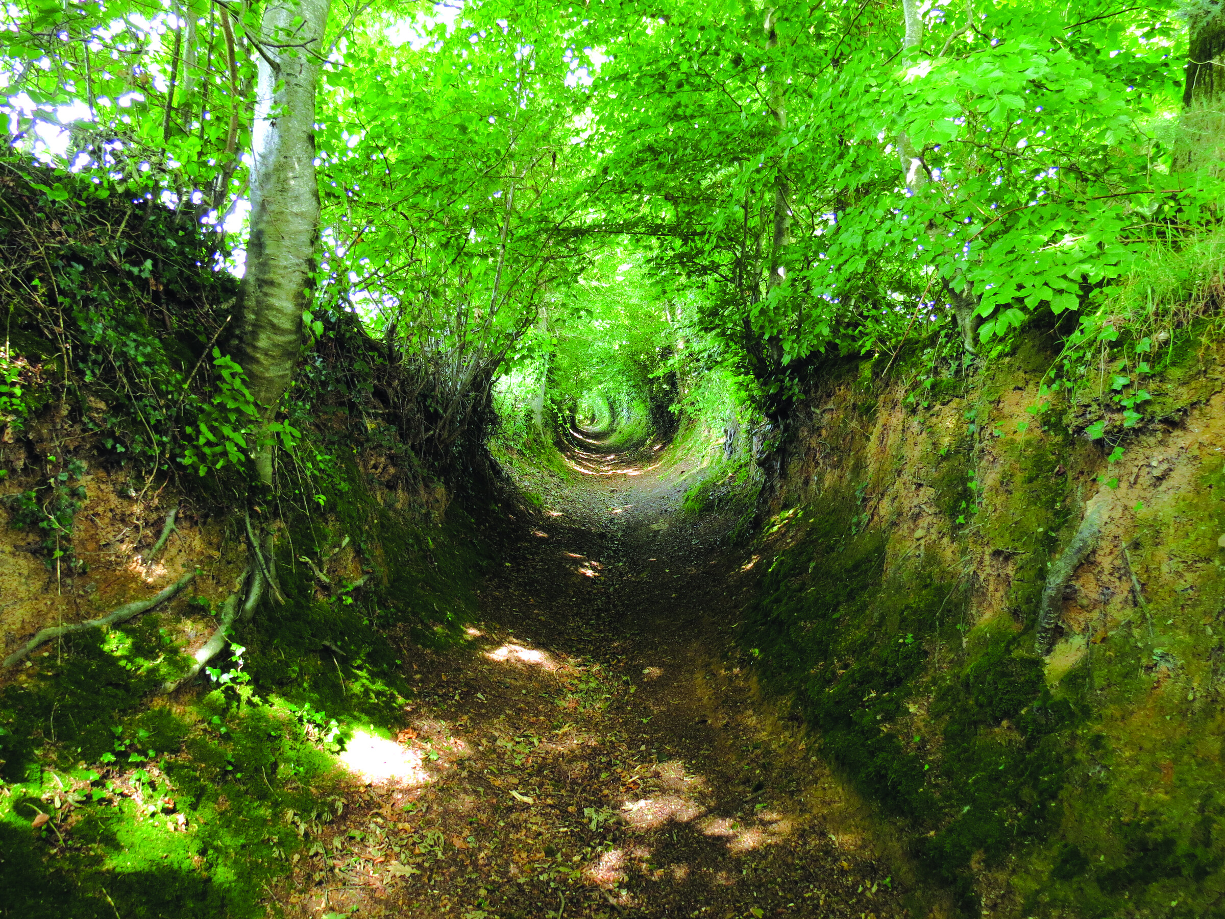A holloway path beneath tree canopy in England