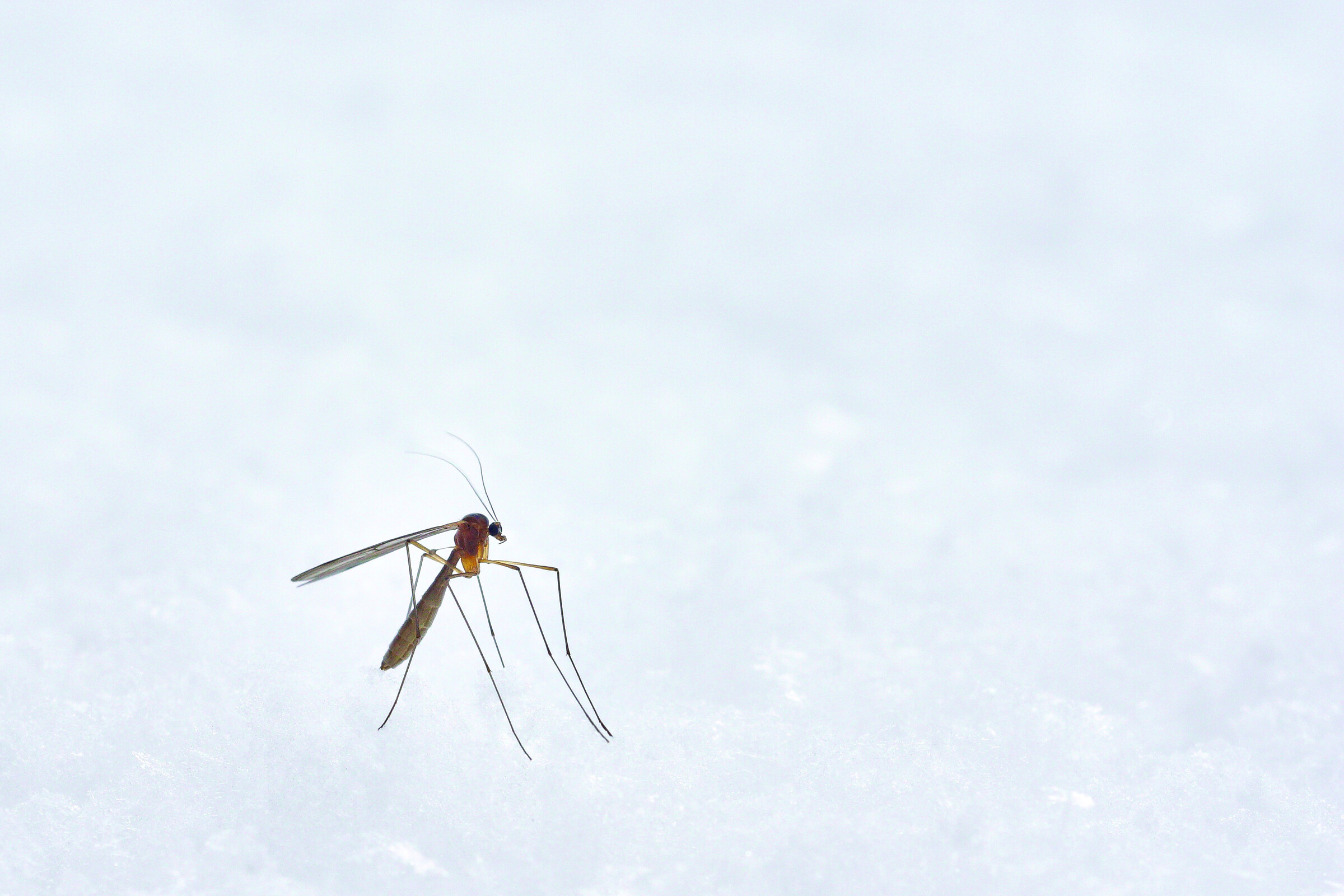 Mosquito in flight