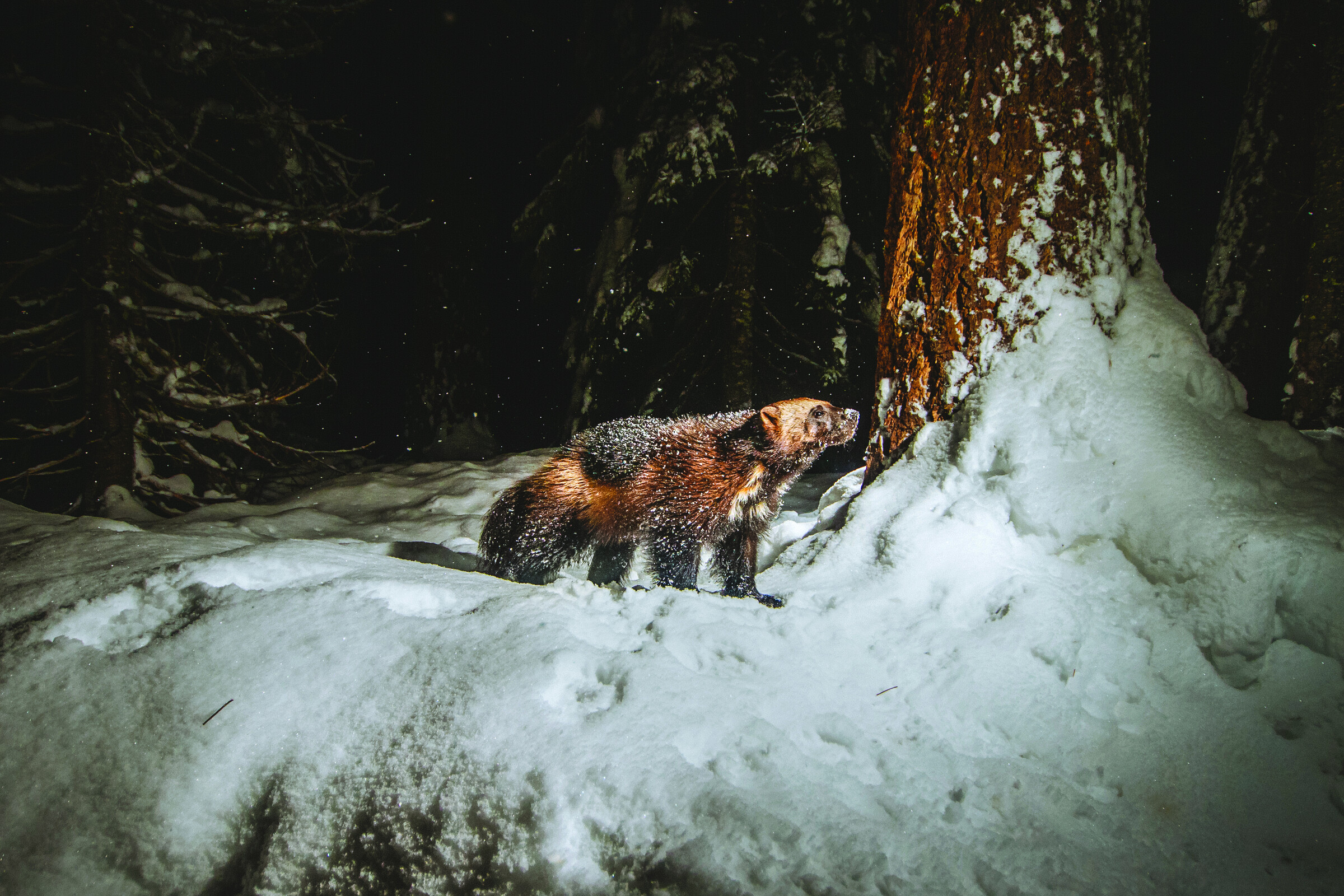 Wolverine Stories 