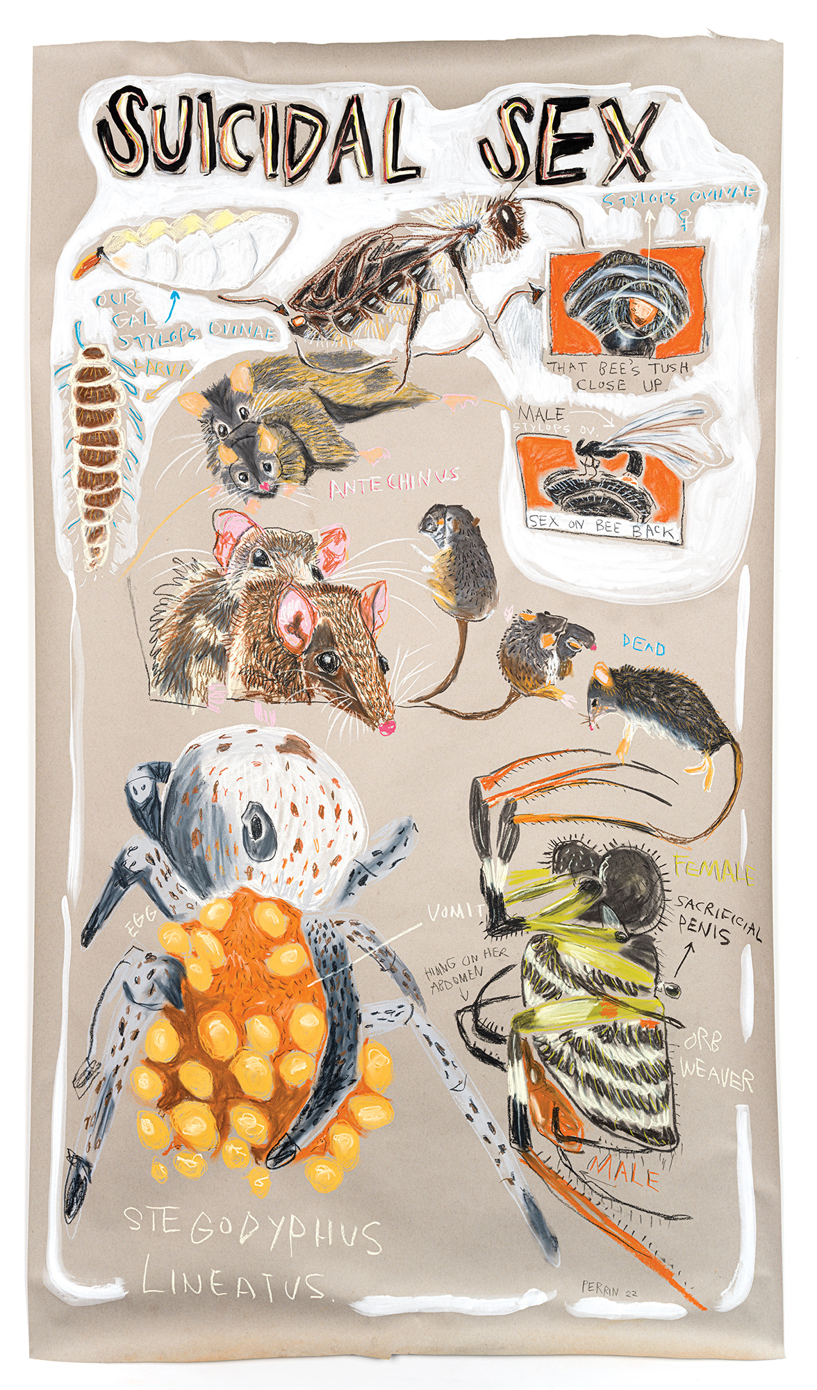 Suicidal Sex, mixed media on paper, from the Sex Lives of Animals series