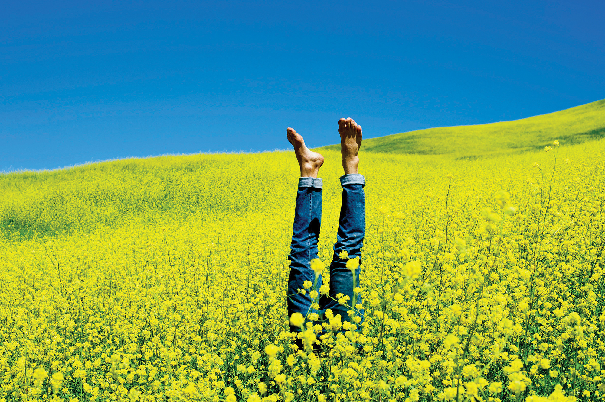 Nole Cossart in a superblooming California field