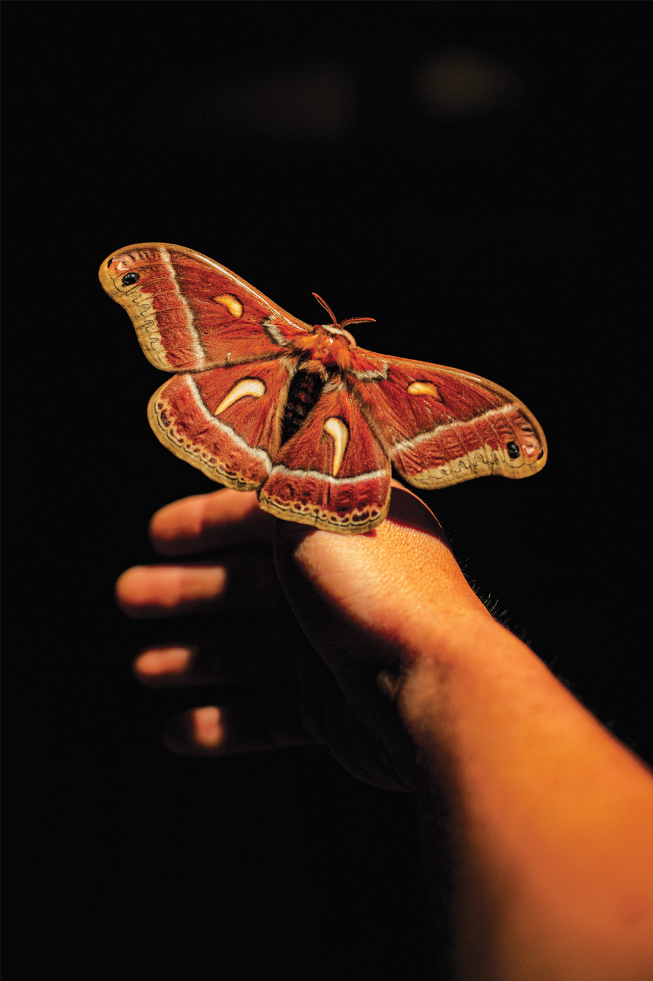 Hyalophora cecropia moth on a hand