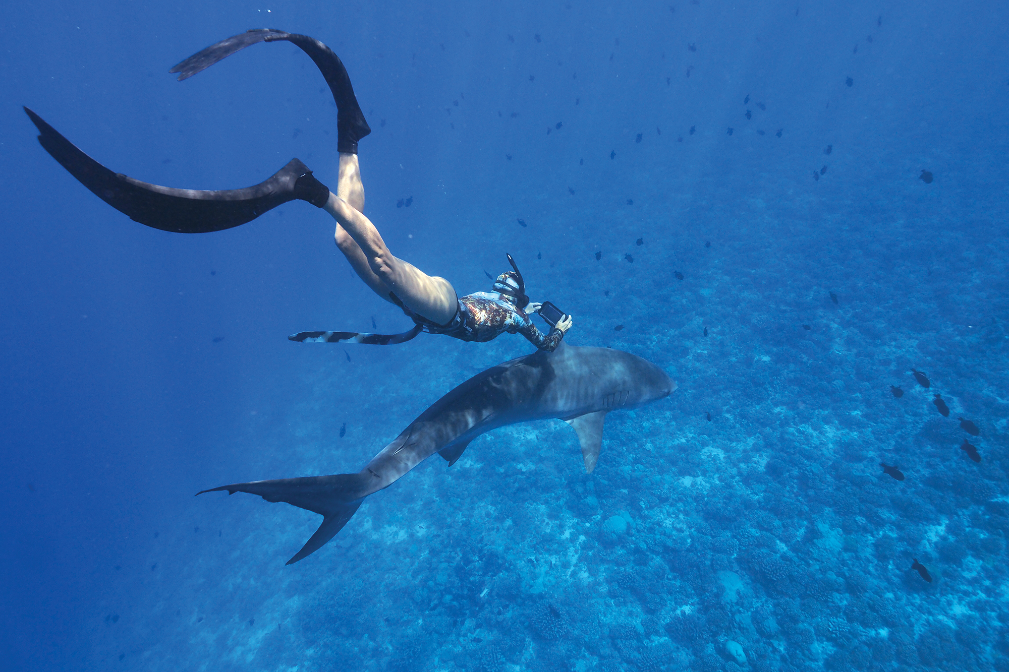 Philipps following a female tiger shark, Tikehau, French Polynesia, 2020