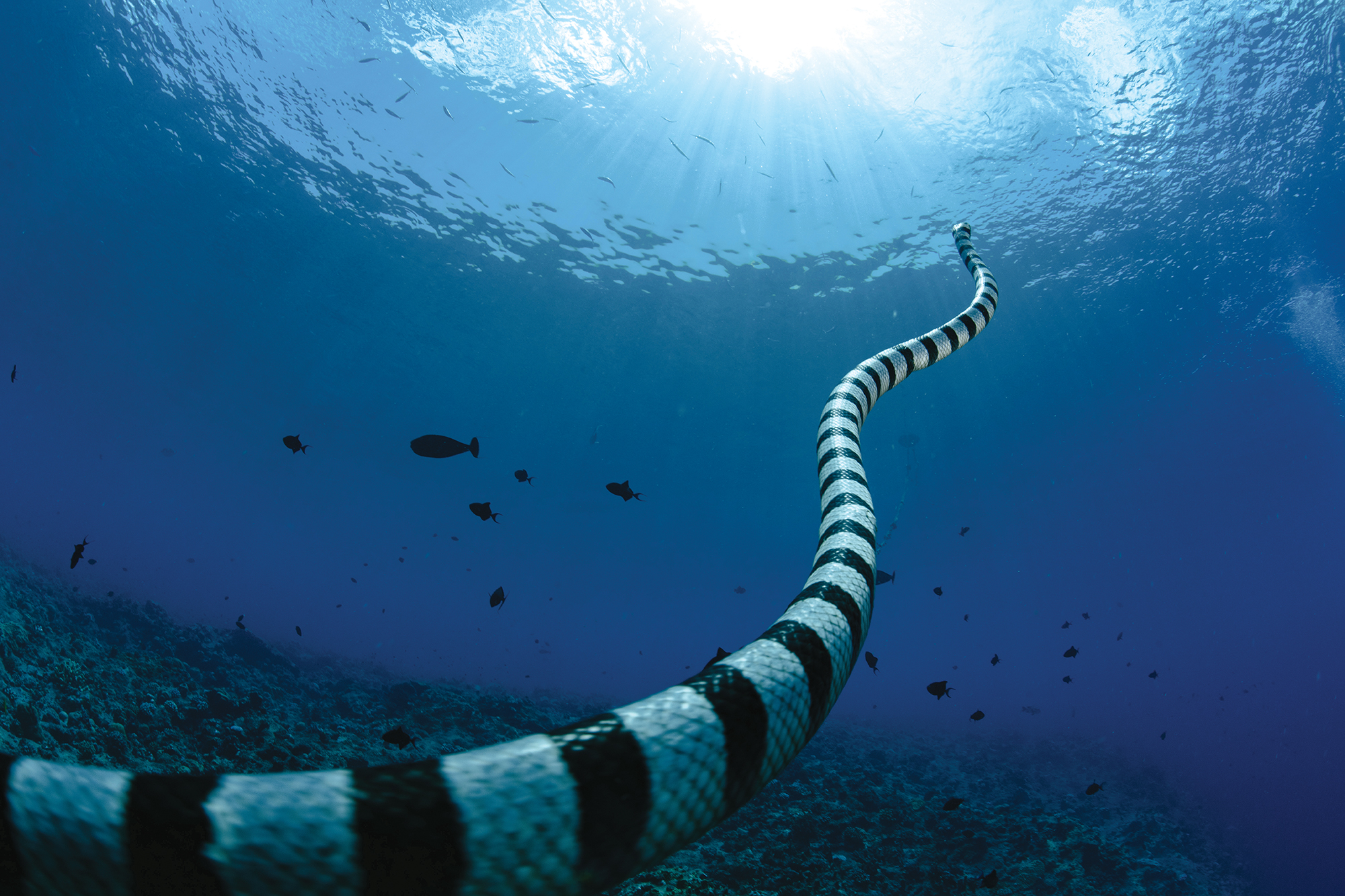 Banded sea krait, Palau, 2022
