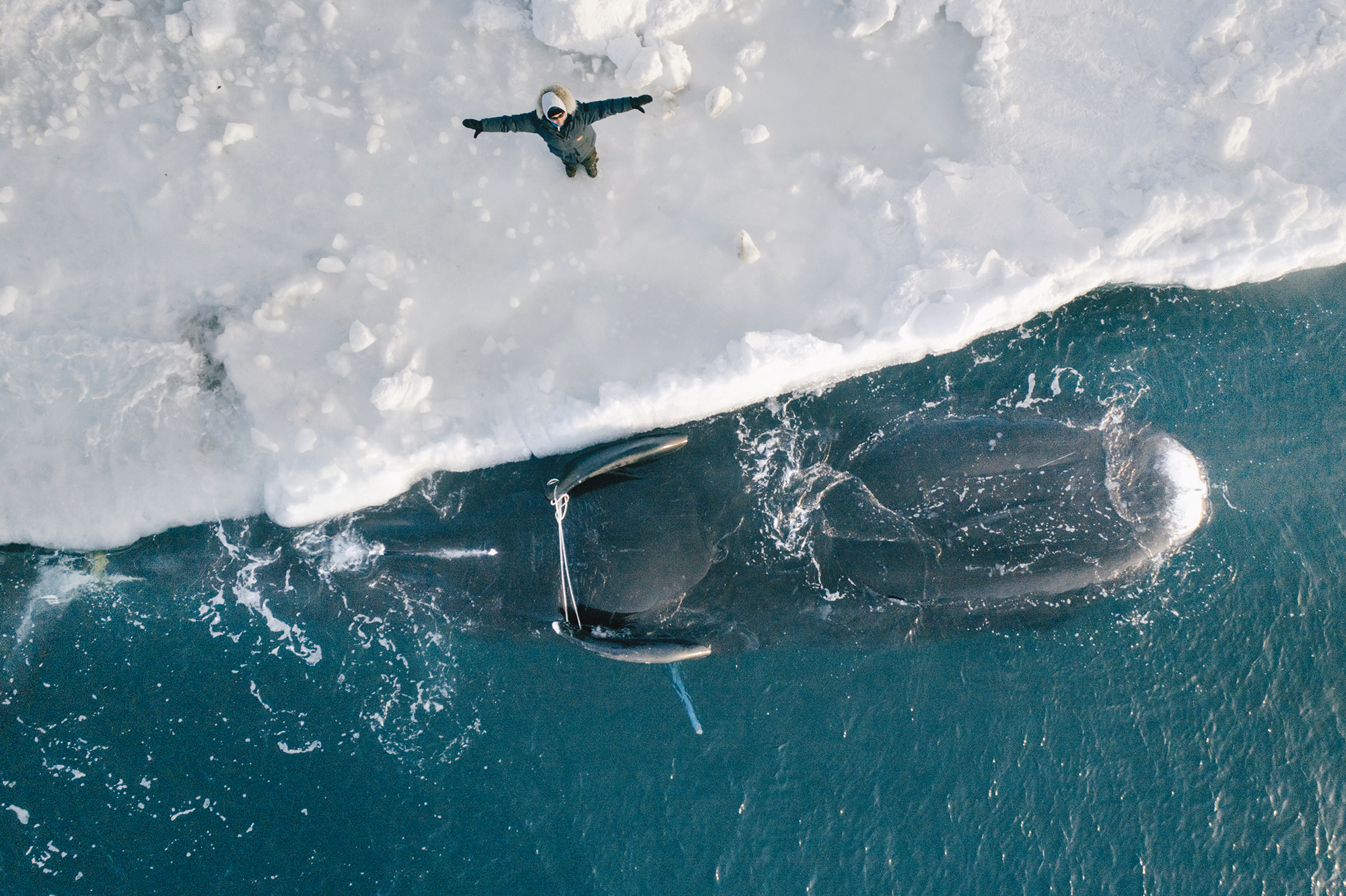 Giving thanks to the whale for its gift, Utqiagvik, Alaska, 2016