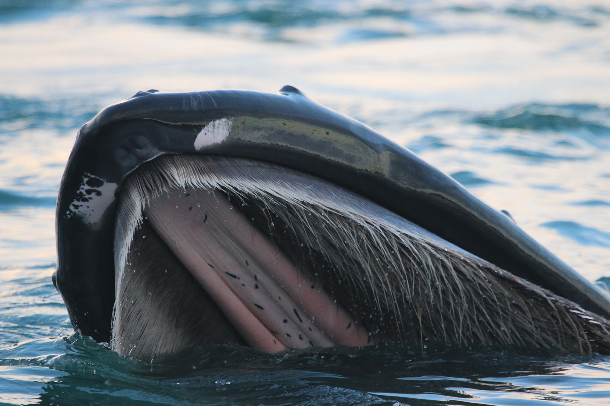 Foraging humpback, photographed from shore