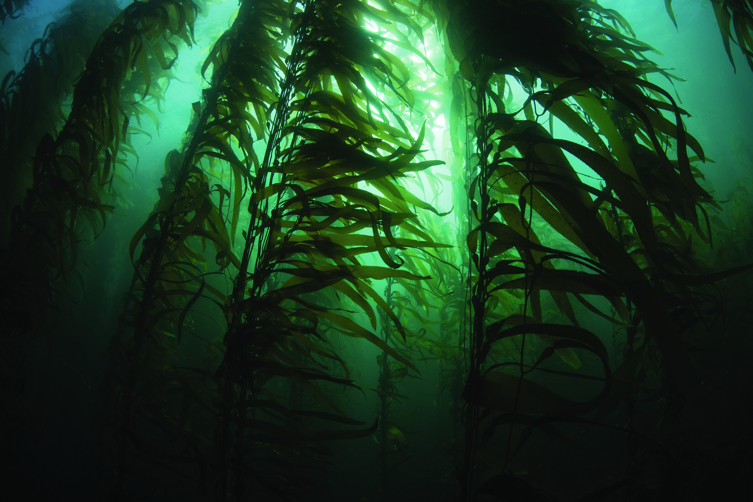 Murky Waters
