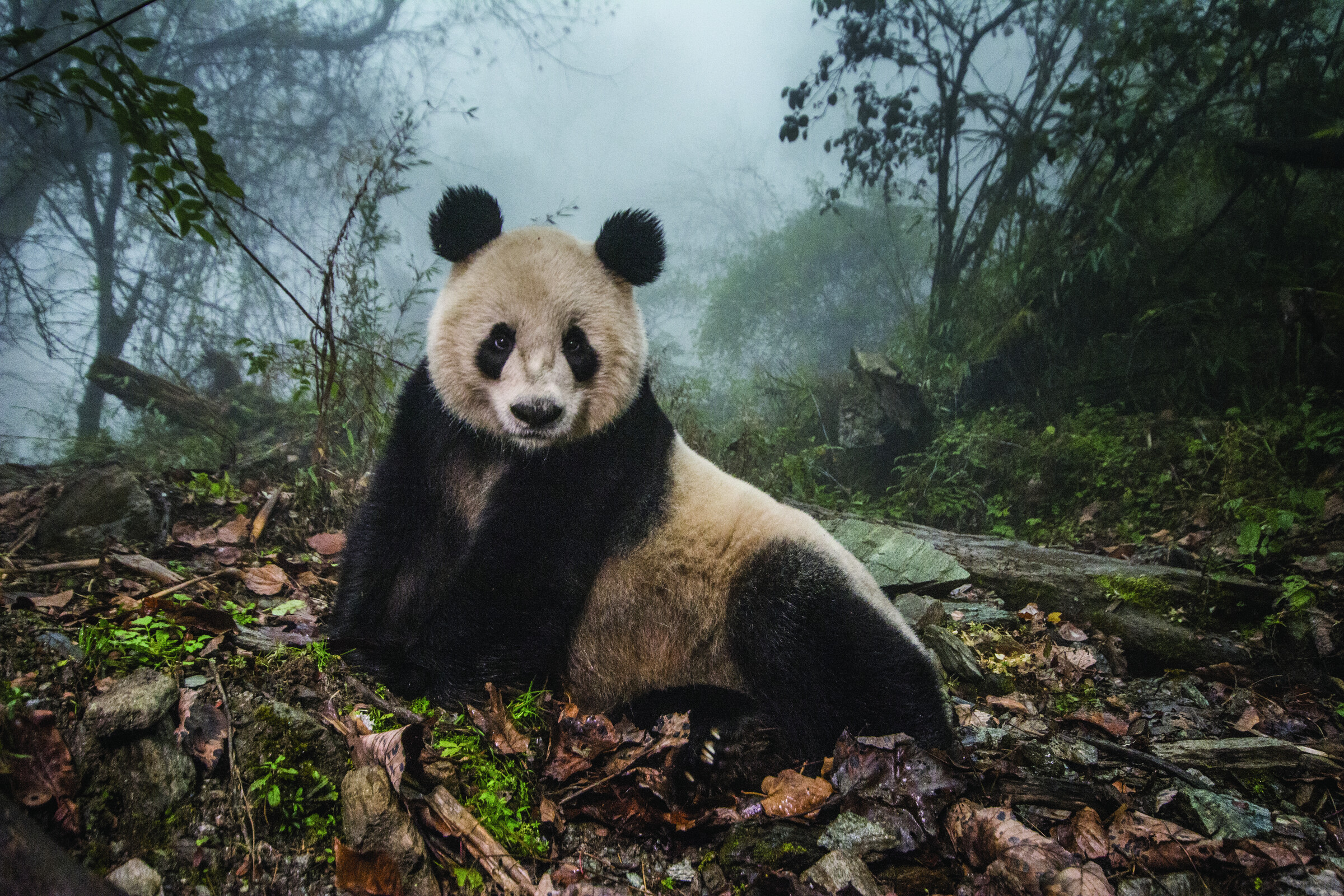 The Comeback Bear