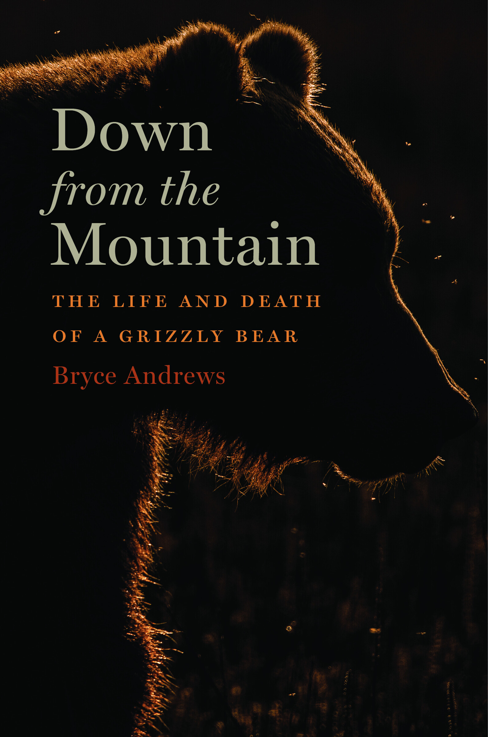 Down from the Mountain by Bryce Andrews