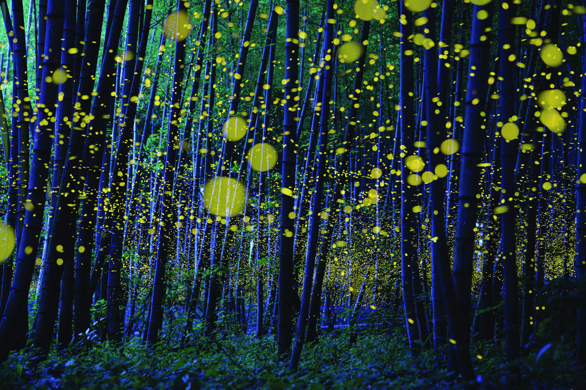 Fireflies in a bamboo forest in Ehime prefecture, Japan