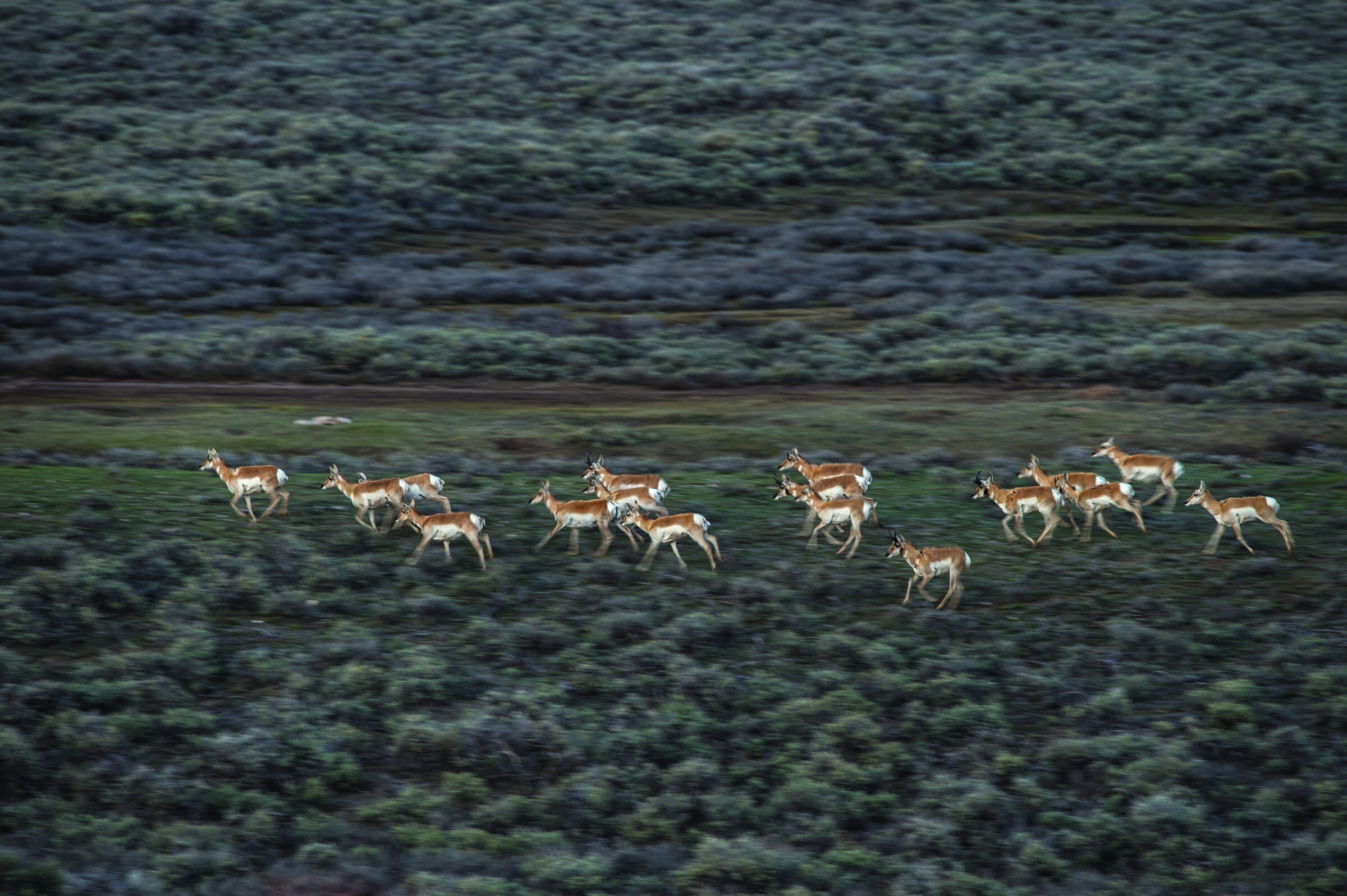 Pronghorn herd