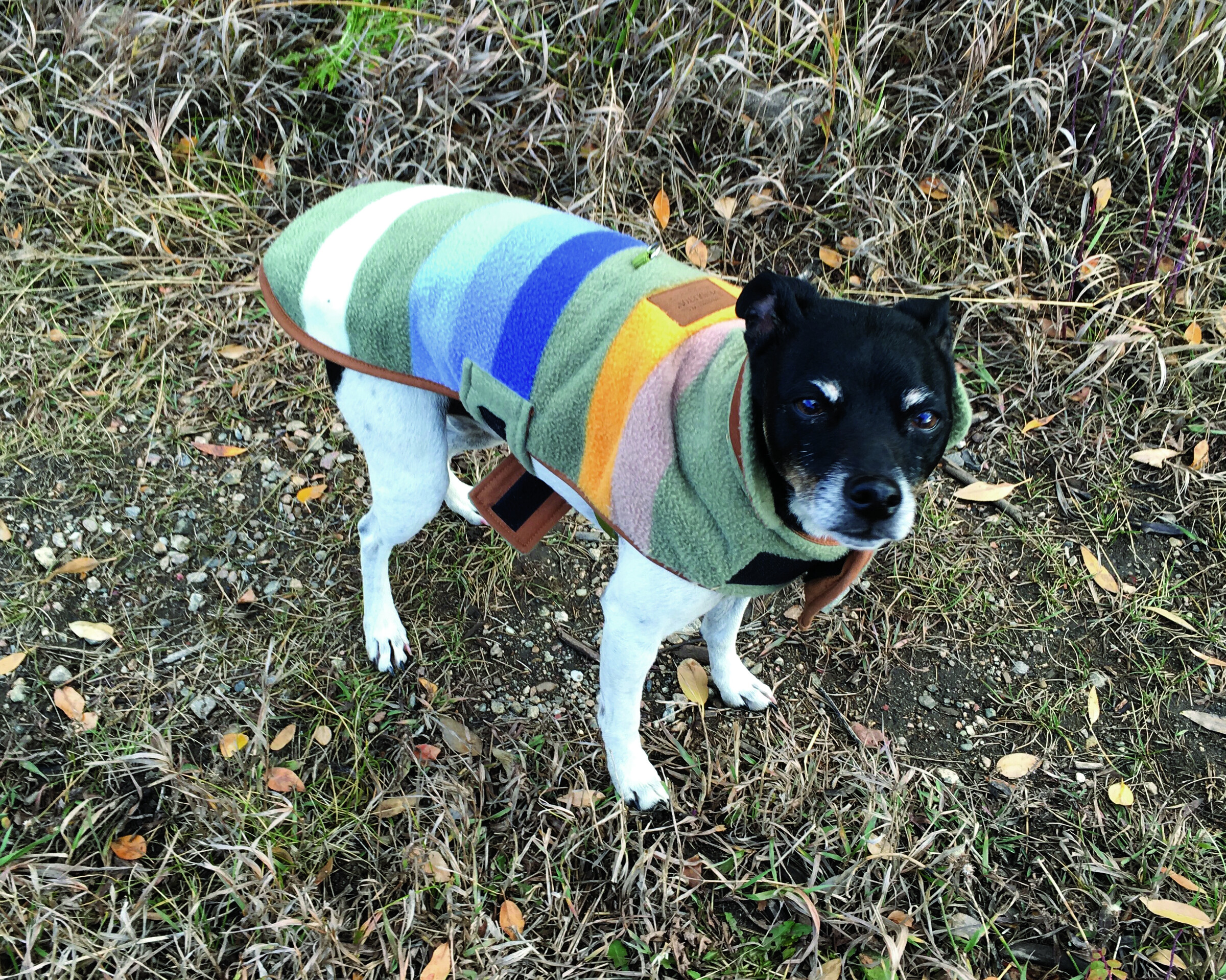 Off the Leash, Into the Wild