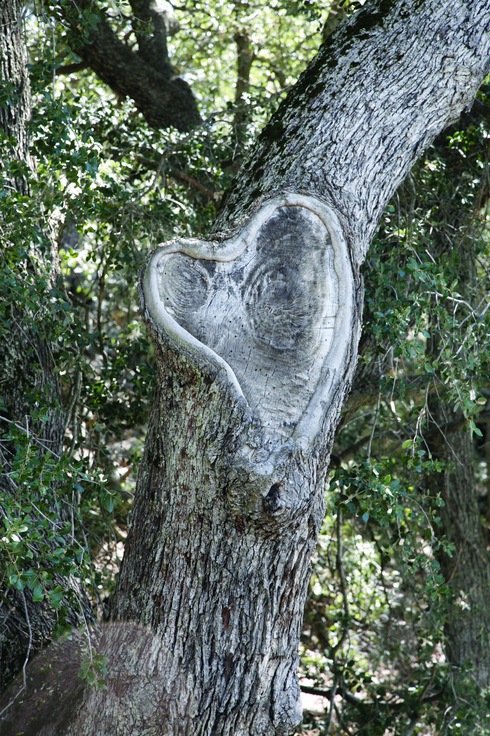 Heart carved in a tree, Melbourne urban forest