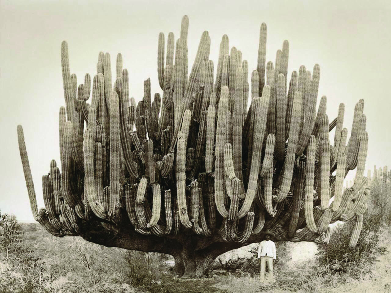 Card&oacute;n cactus with man for scale, Baja California, 1895