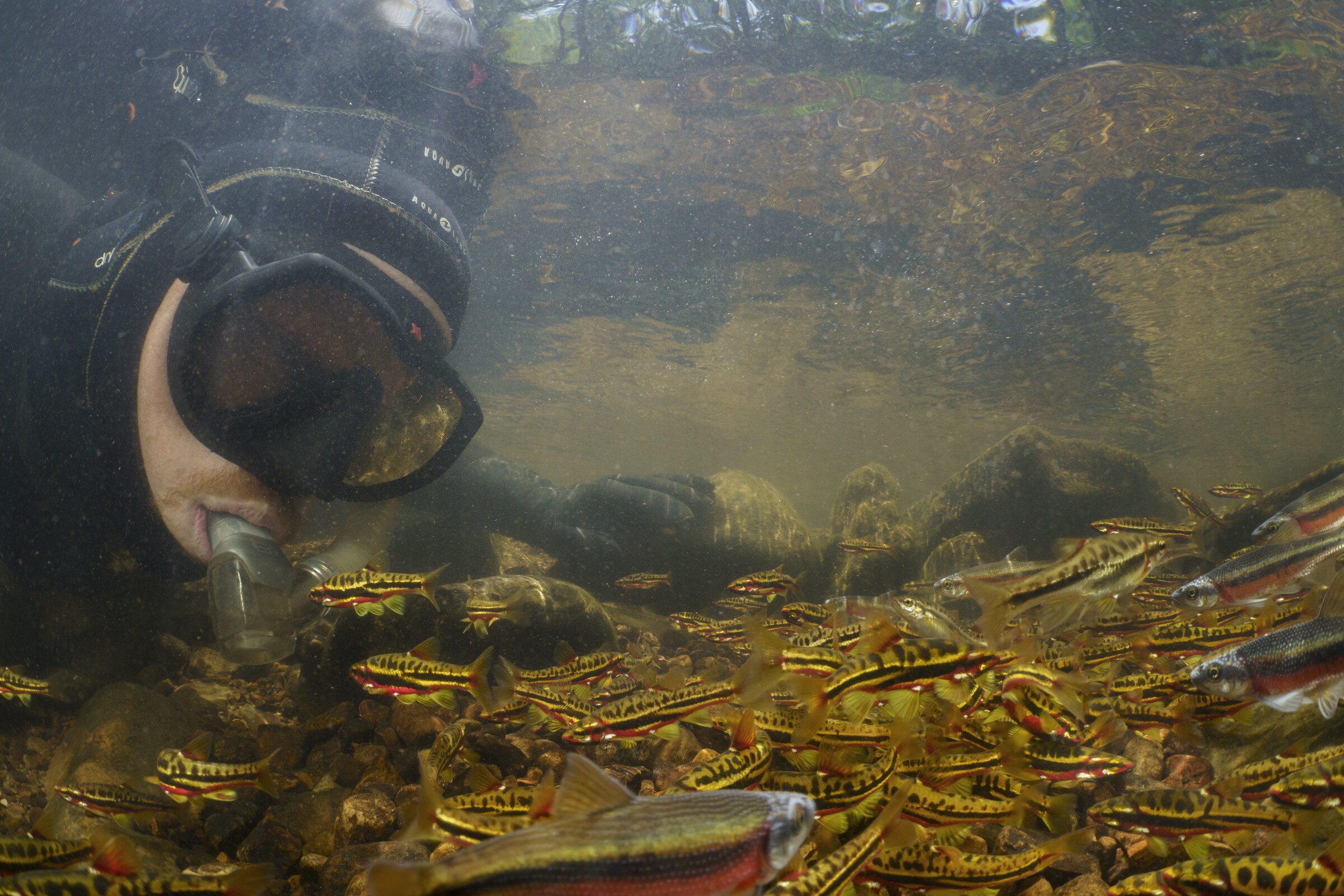 Zimmerman lying in a leaf-strewn creek photographing fish, autumn forest around him