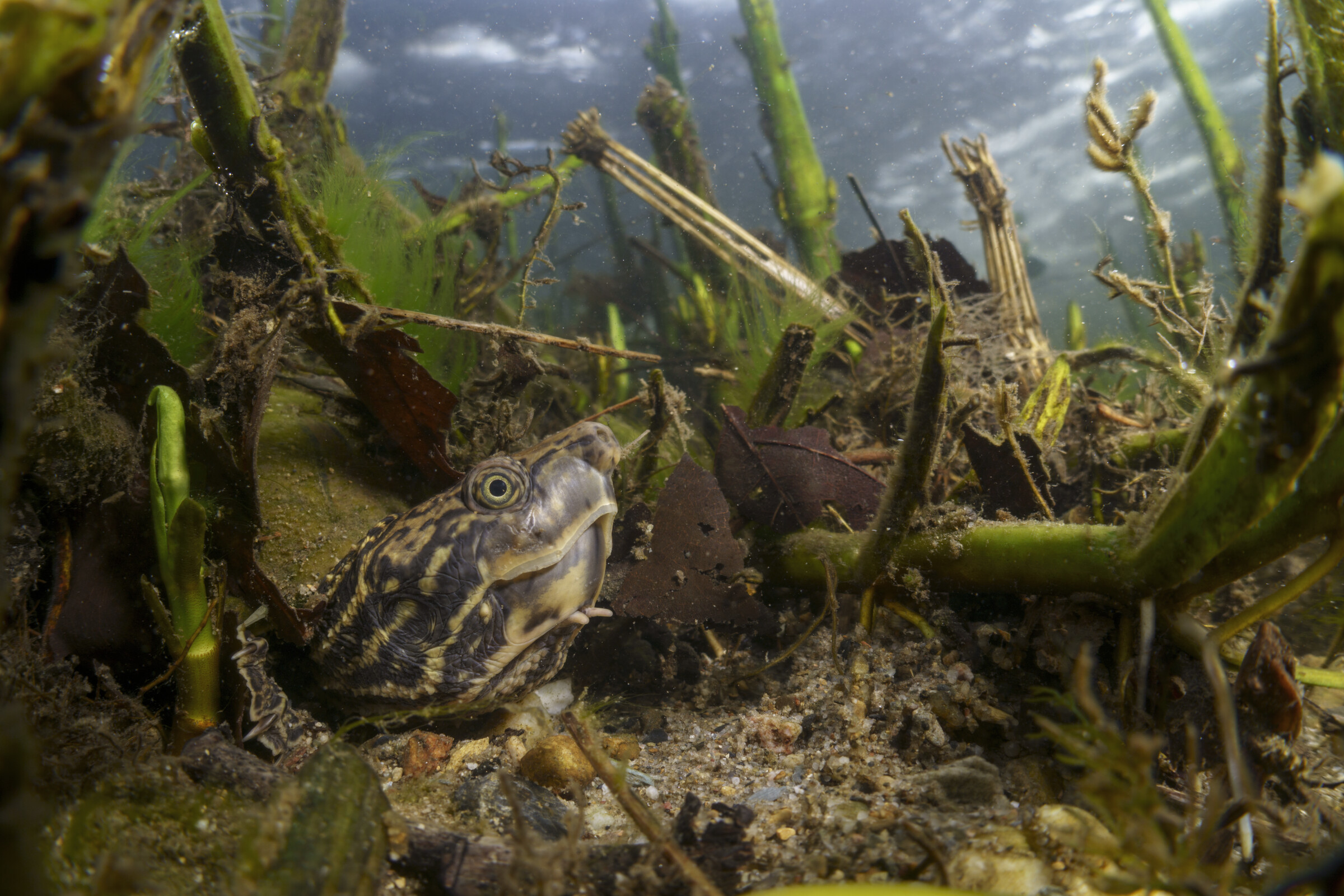 Darter resting among aquatic plants on a creek bottom