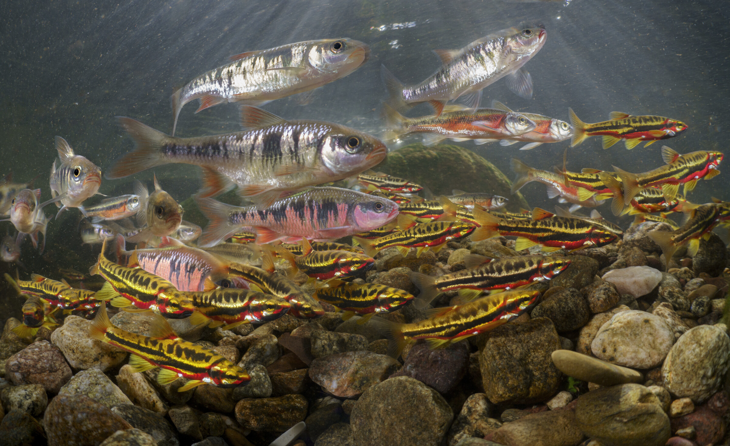 School of brightly colored spawning minnows in a clear stream