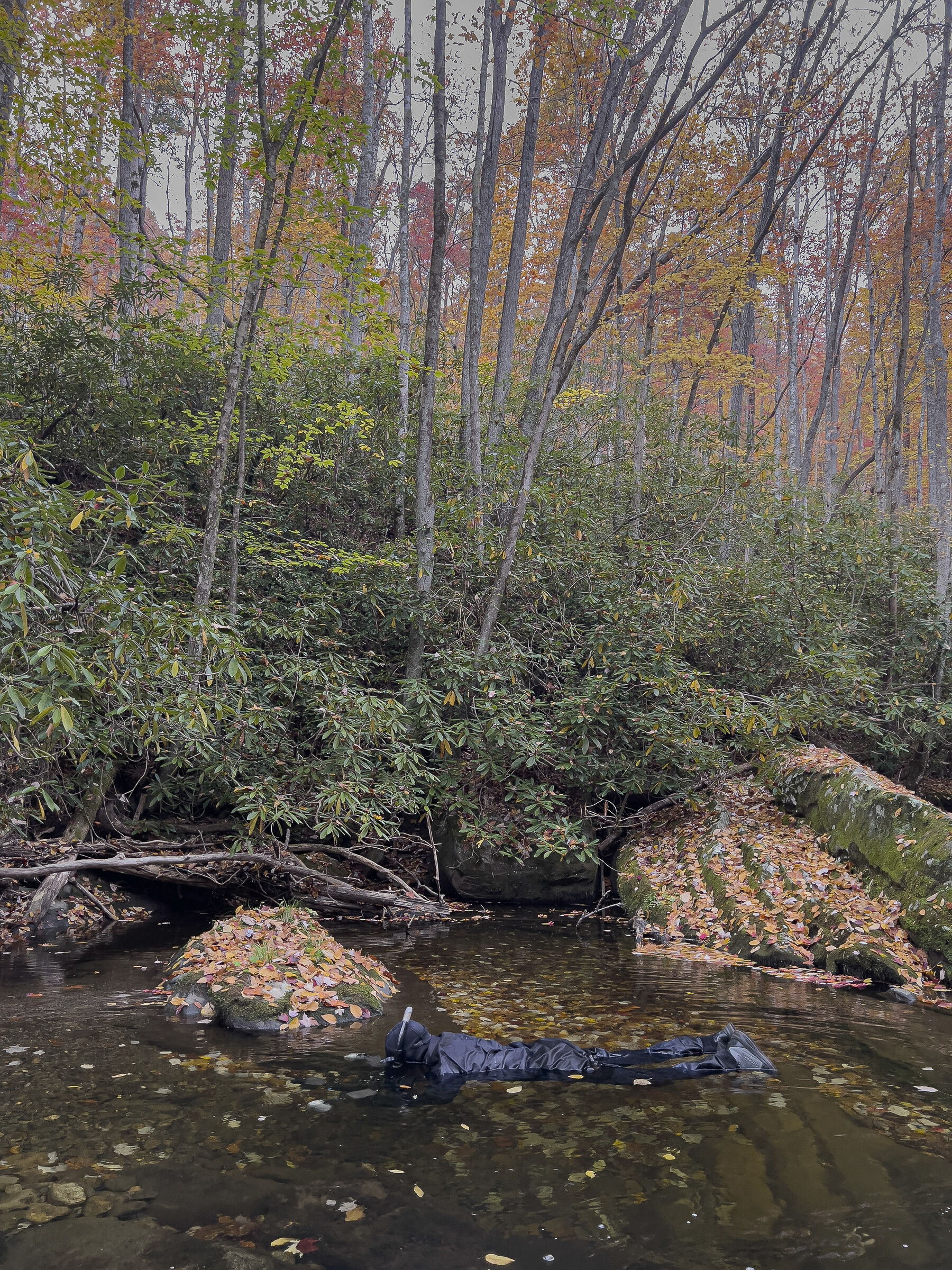 Andrew Zimmerman face-down in a creek, camera submerged, photographing fish