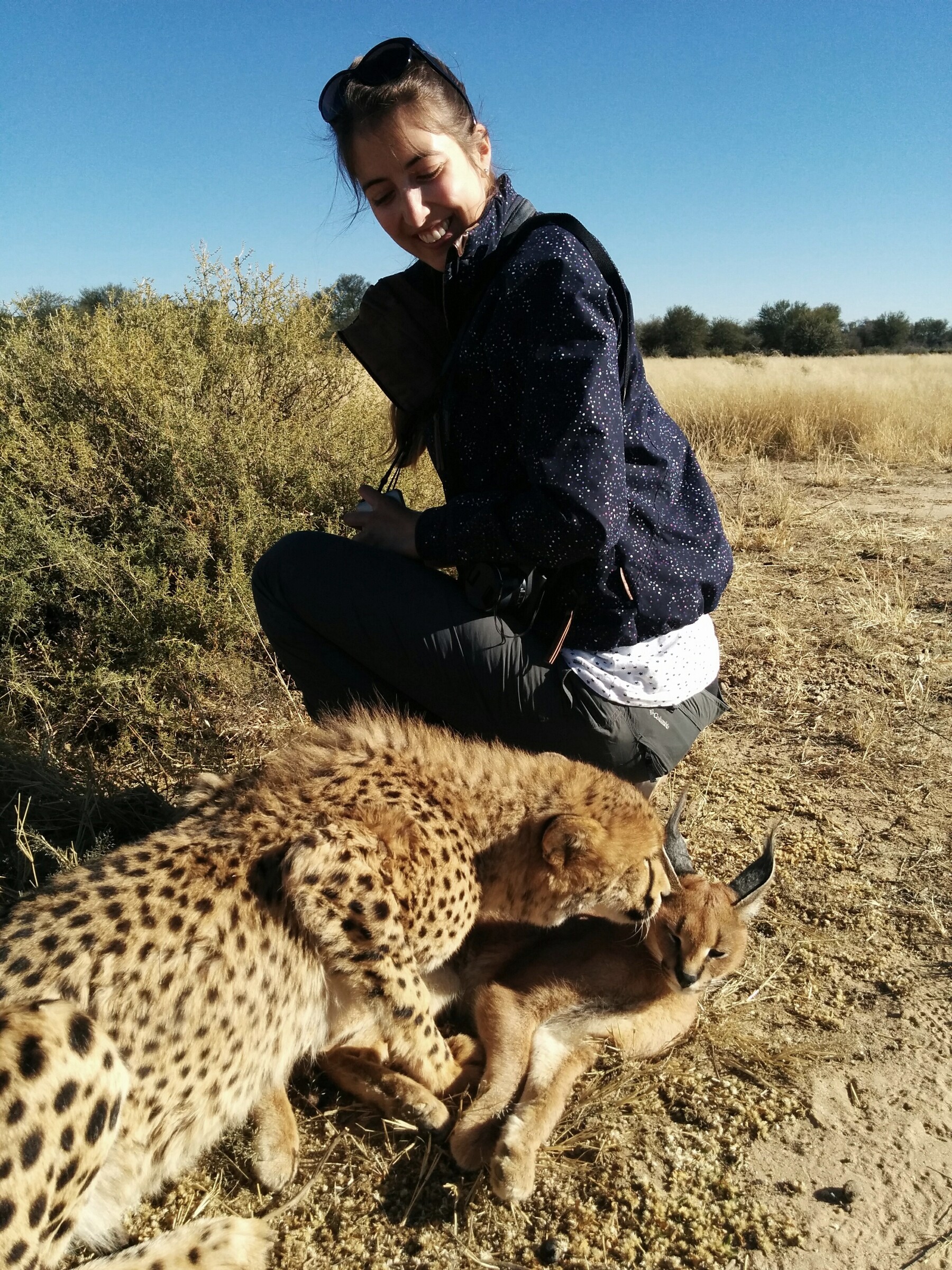 Nadieh Bremer crouching beside a sedated cheetah in a grassland, Namibia