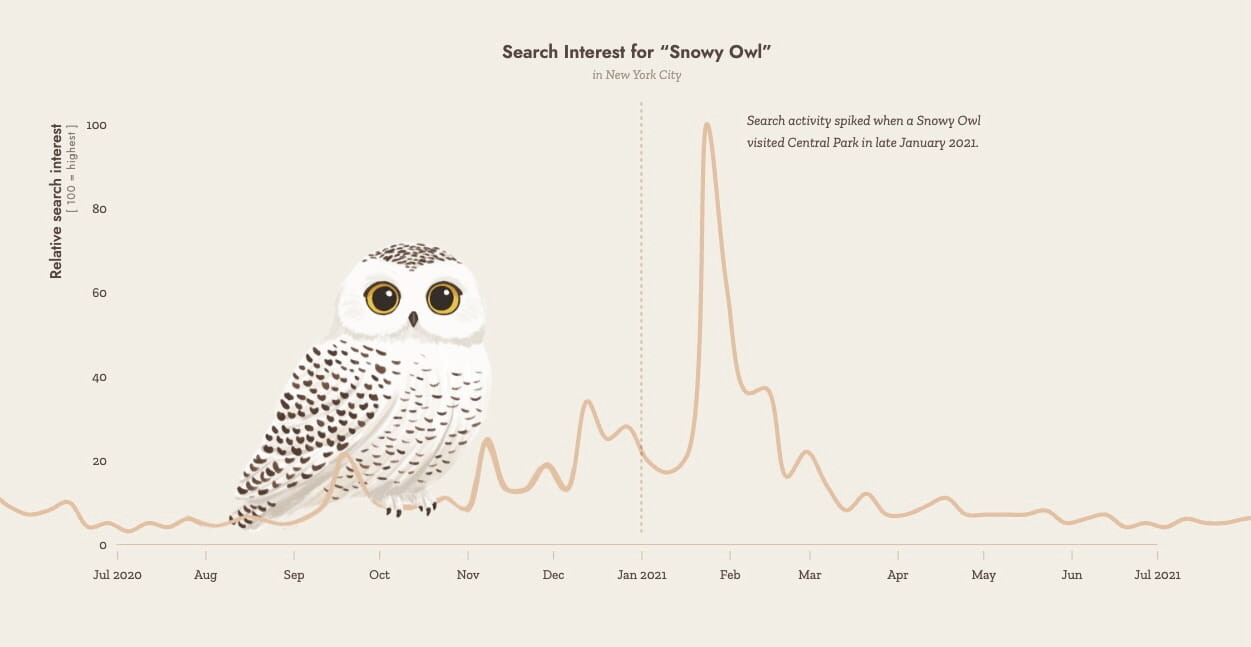 Line chart showing the spike in search interest for snowy owl, with an owl illustration