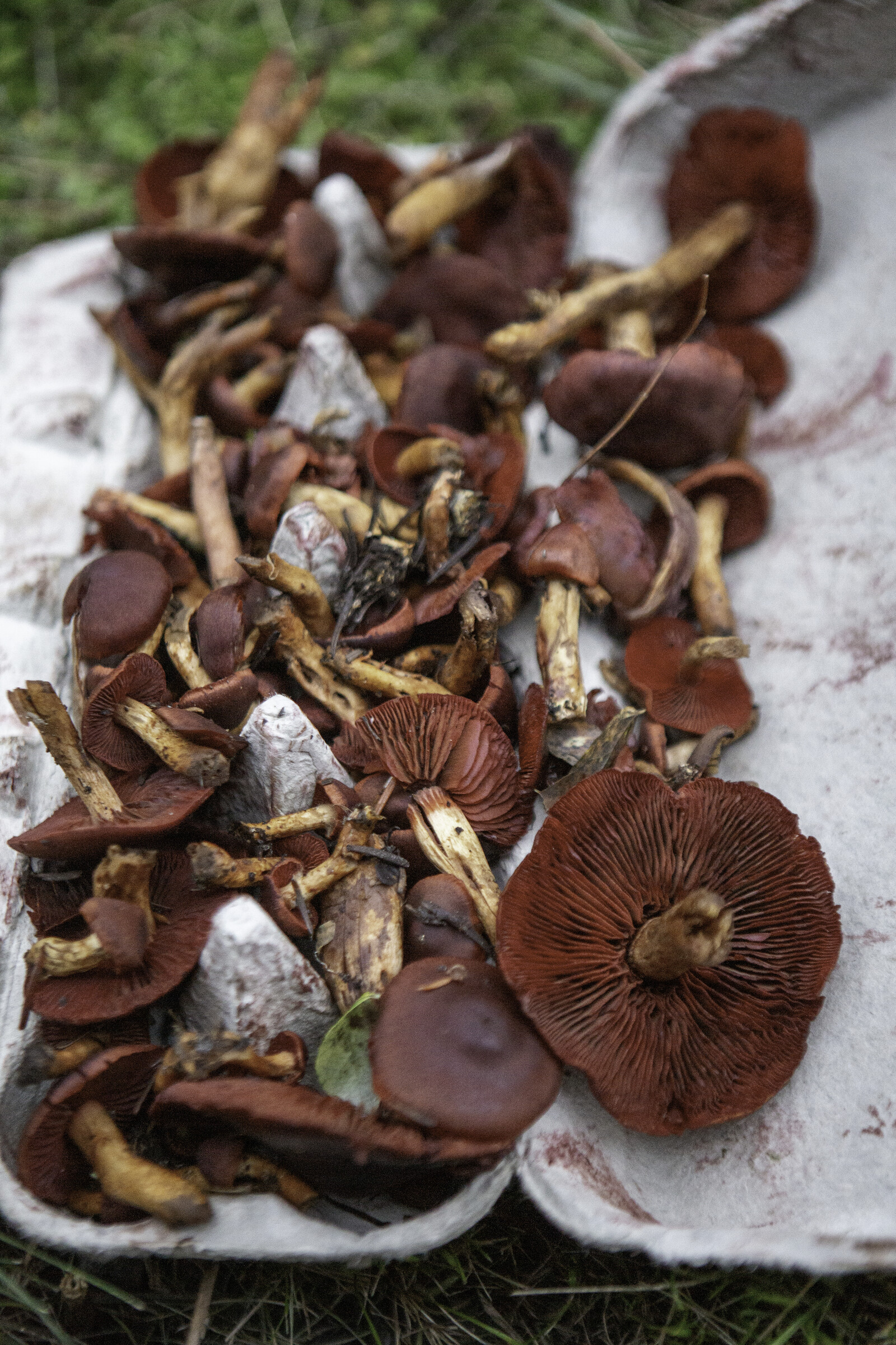 Grid array of mushroom-derived dye color swatches