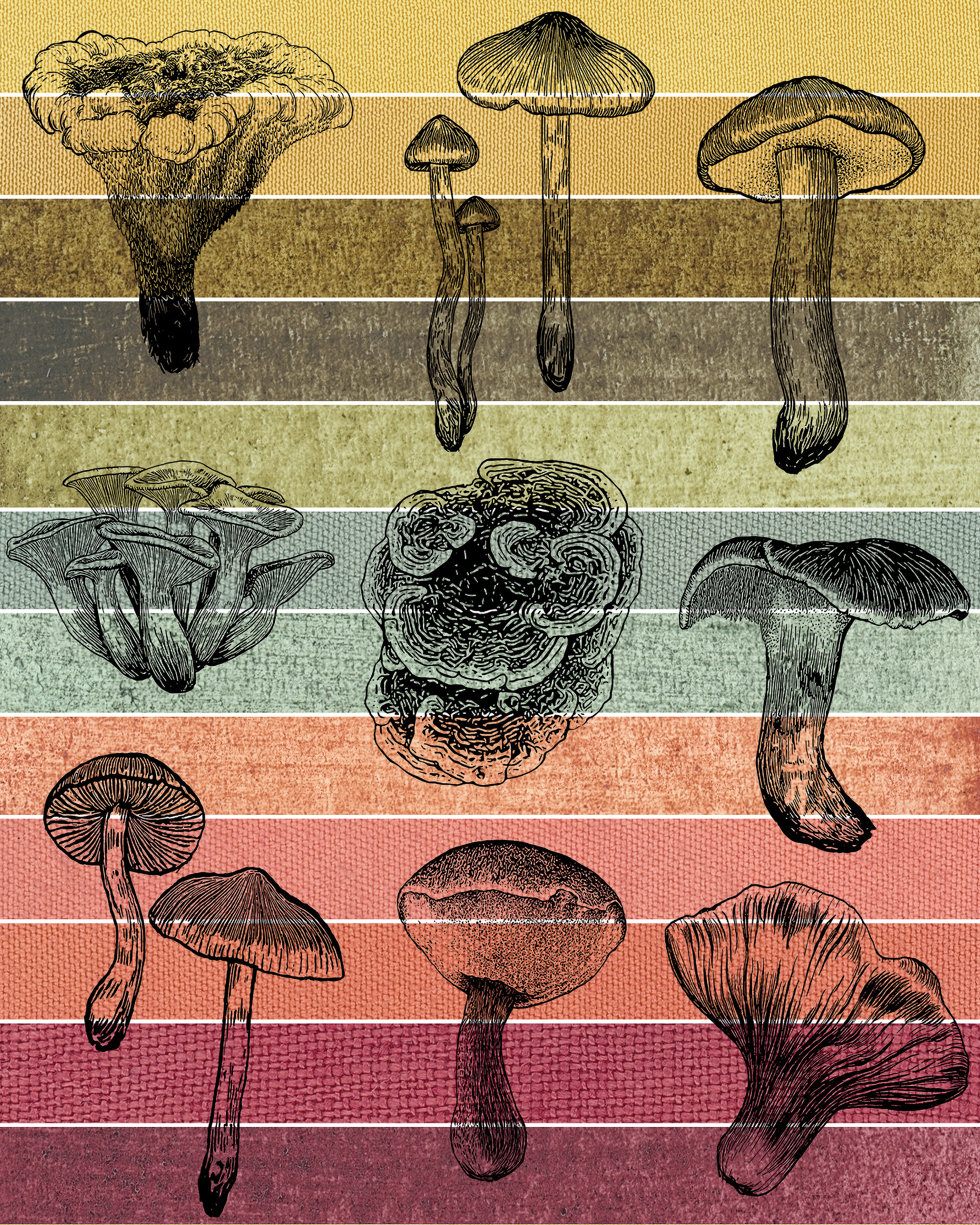 Illustrated panel of layered mushroom species in graded color bands