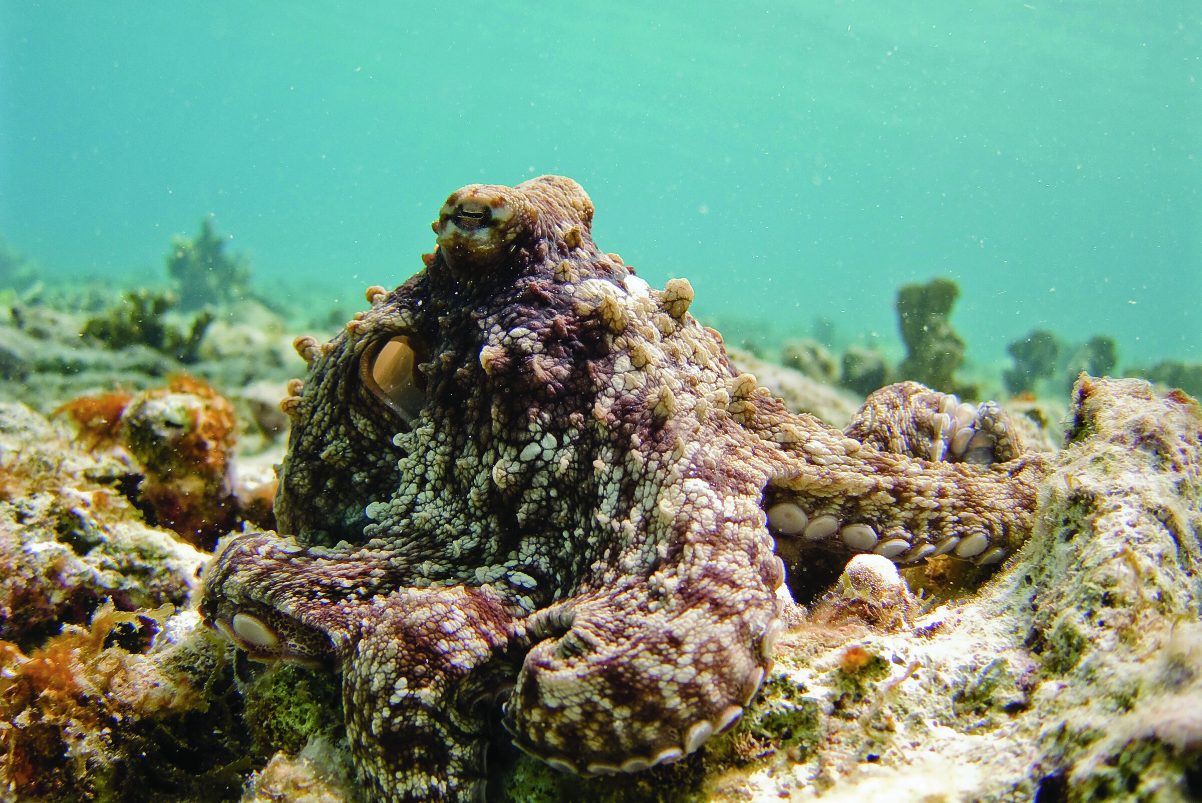 An octopus on the seafloor